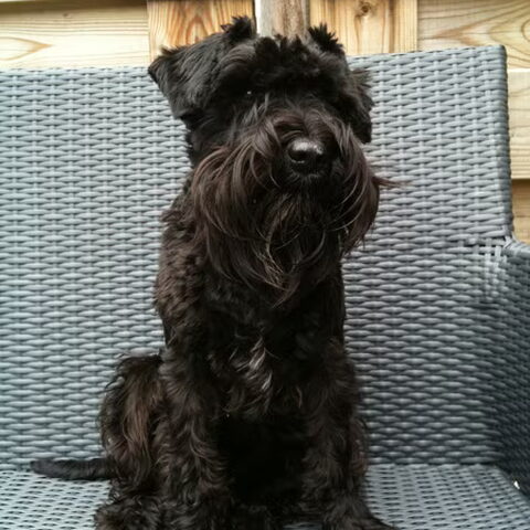 Dwergschnauzer, zwart