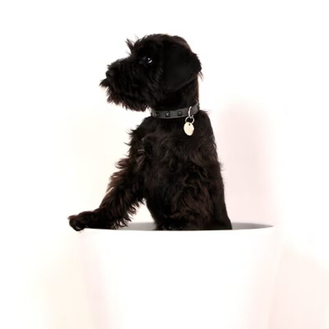 Dwergschnauzer, zwart