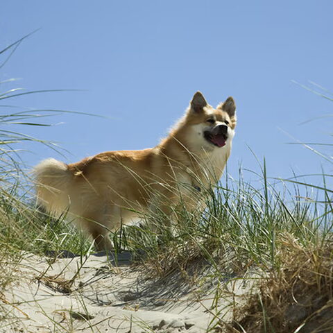 IJslandse Hond