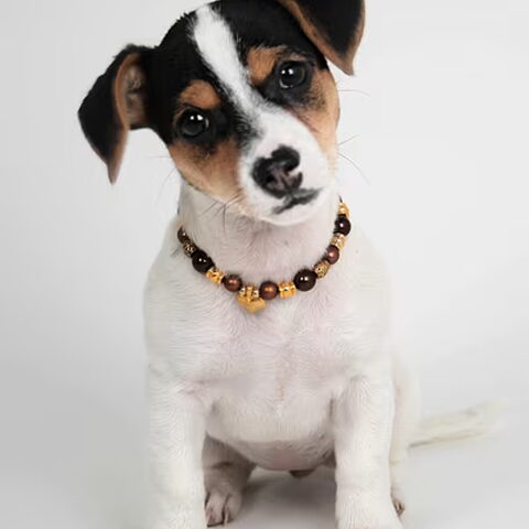 Jack Russell Terrier