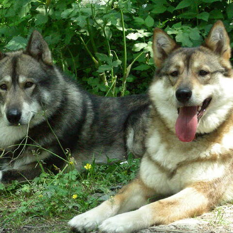 Laika, West Siberische