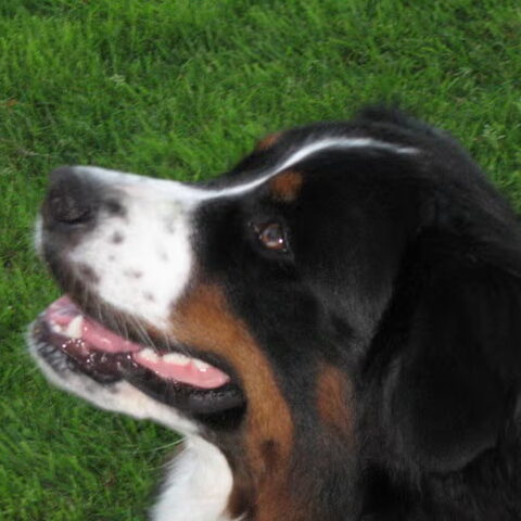 Berner Sennenhond