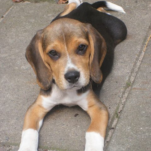 Beagle
