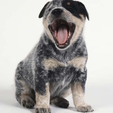 Australian Cattle Dog