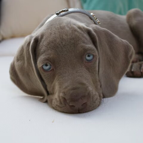 Weimaraner