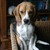 JoyfullBeagleHouse