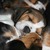 JoyfullBeagleHouse
