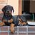 Dobermann kennel von Apoldastamm