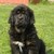 Do Khyi kennel Dekyi Champa
