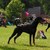 van het Sweko Dobermann