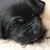 Familiekennel ( Lid VBK )