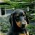 vh Doberforest