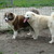 aidi kennel v/d jolistee
