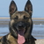 mechelse herder kennel van de Ravenhoeve
