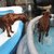 Marlland Irish Setters 