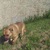 Perro Dogo Mallorquín