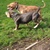 Bleunose stafford Tri color X Rednose pitbull Pups!