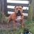 B.O.A. Staffs - Braveheart of Angels -Staffordshire Bull Terriërs - Made with love, for being brave and loving you!