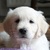 Fenna's Golden Pack