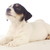 Jollyjacks Jack Russell Terriers