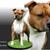 Dirk's Amstaff 