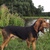 Chien Courant du Jura