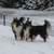 Shetland Sheepdog