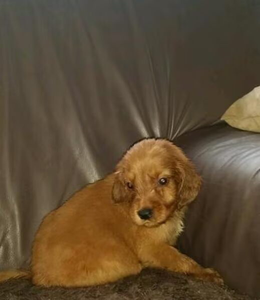 te kleine pup