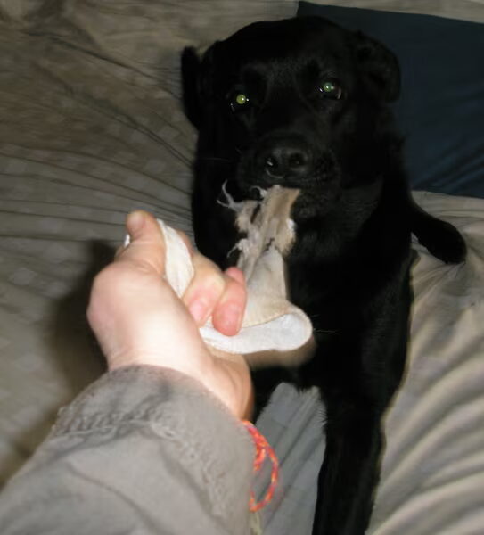 Met spoed naar de dierenarts.