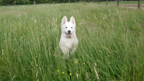 Dagboek van een witte herder pup