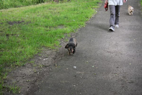 boris is de gelukkigste hond