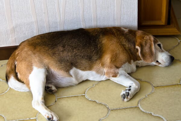 Dag  Billy lieve vriend- welkom Mickey nieuwe maat.