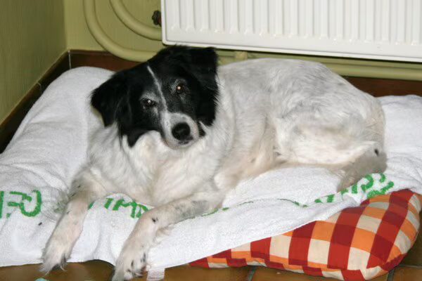 Onze lieve meid