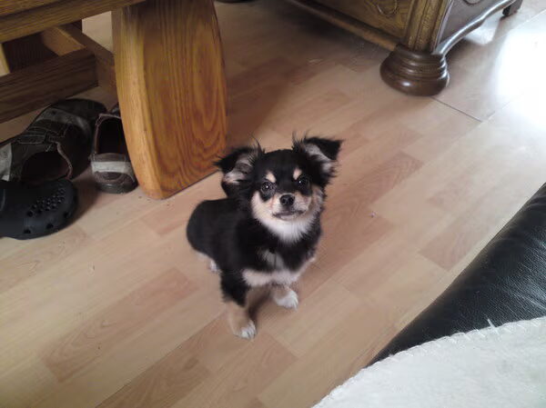 Gizmo wordt groot! 10-04-2010