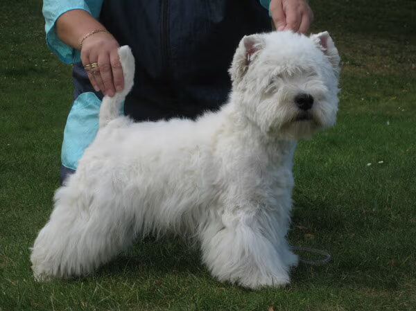 showwesties
