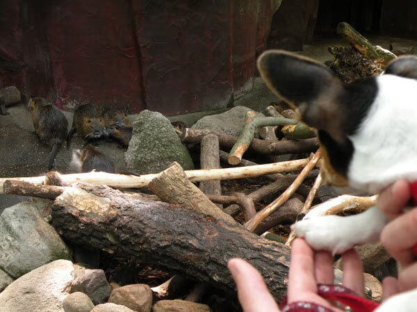 Naar de dierentuin geweest