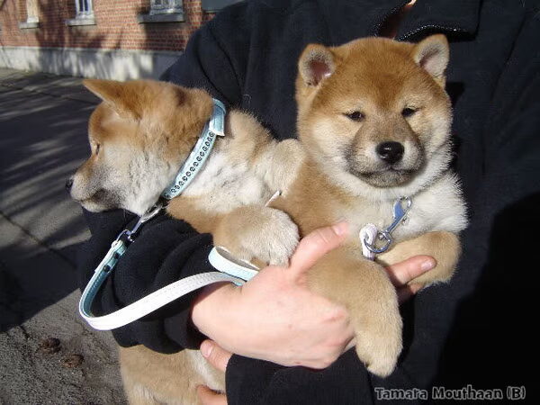 Aanschaf van een (shiba) pup