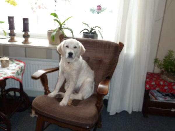 bianca heeft haar puppie diploma