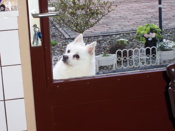 onze hond heeft een lekkende hartklep
