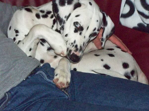 Indy onze dove hond