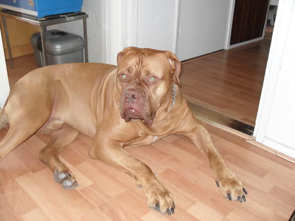Rocky we zullen je missen je was een superhond! R.I.P. Rocky
