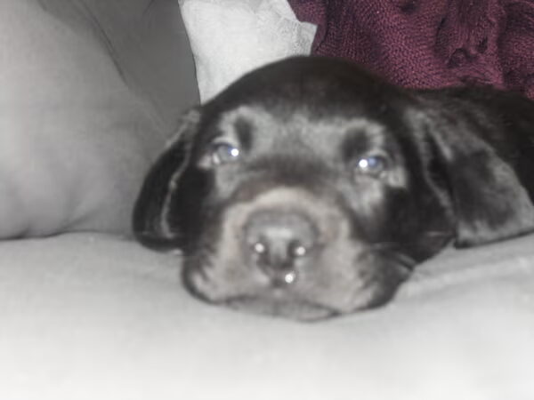Lieve Kalani
