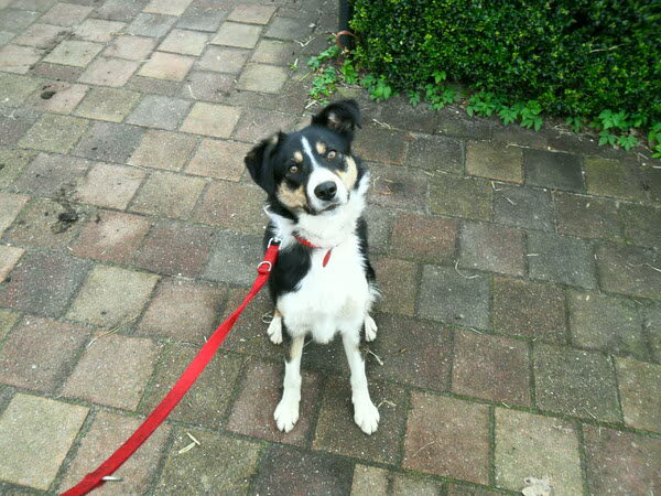 van babylaika naar Agilitydog!