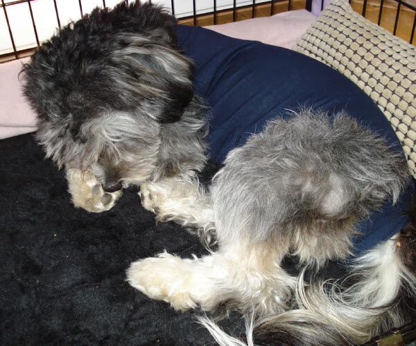 Tommie's castratie