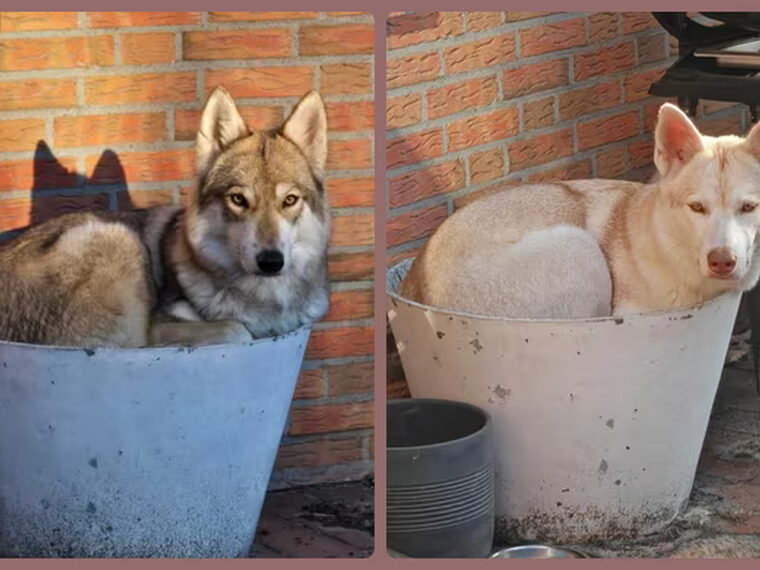 Zo moeder, zo dochter