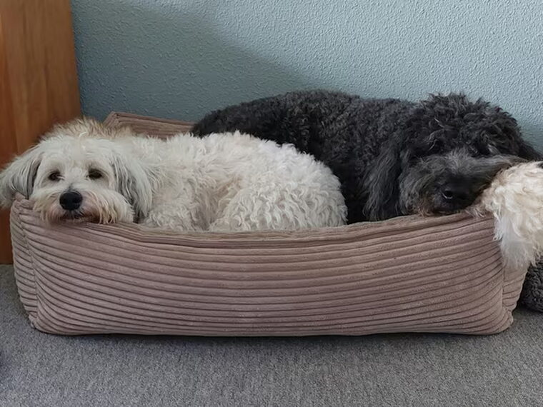 Samen