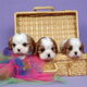 Donna, mijn Cavalier King Charles pup