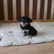 08-01-2010 & 09-01-2010 - Gizmo's eerste daagjes!