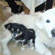 11-01-2010 - Gizmo's eerste bezoek aan de dierenarts