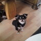 Gizmo wordt groot! 10-04-2010
